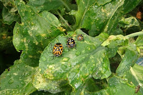 harlequin beetles