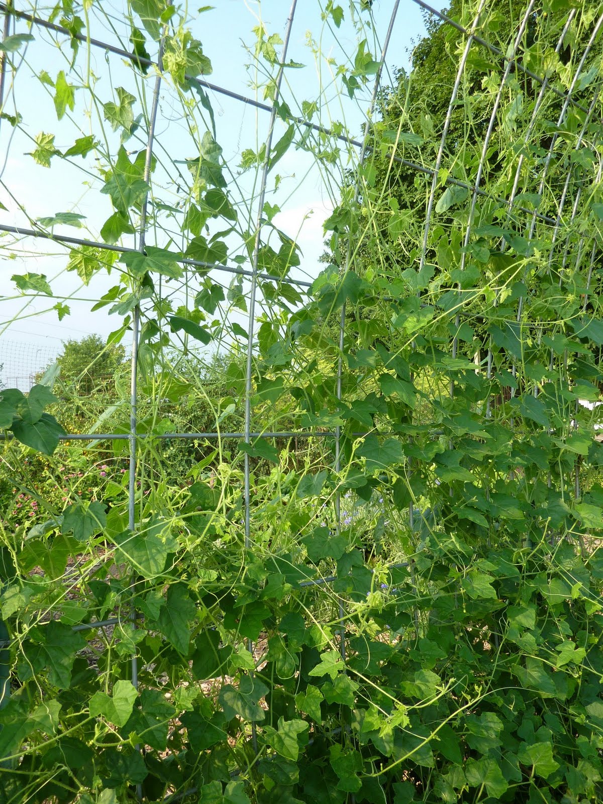 Grow It Eat It Melons for mice