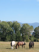 Horses of Different Color