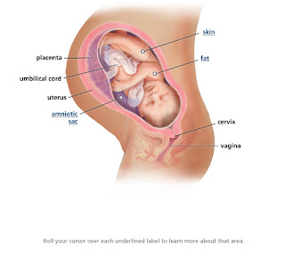 fresh blood in tissue after peeing at 39 weeks pregnant. fresh blood in tissue after peeing at 39 weeks pregnant.