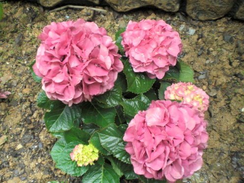 [_Hydrangea.JPG]