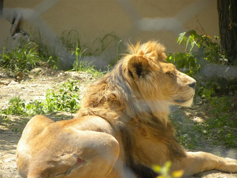 Quest Macedonia blog ZOO Skopje photo galery