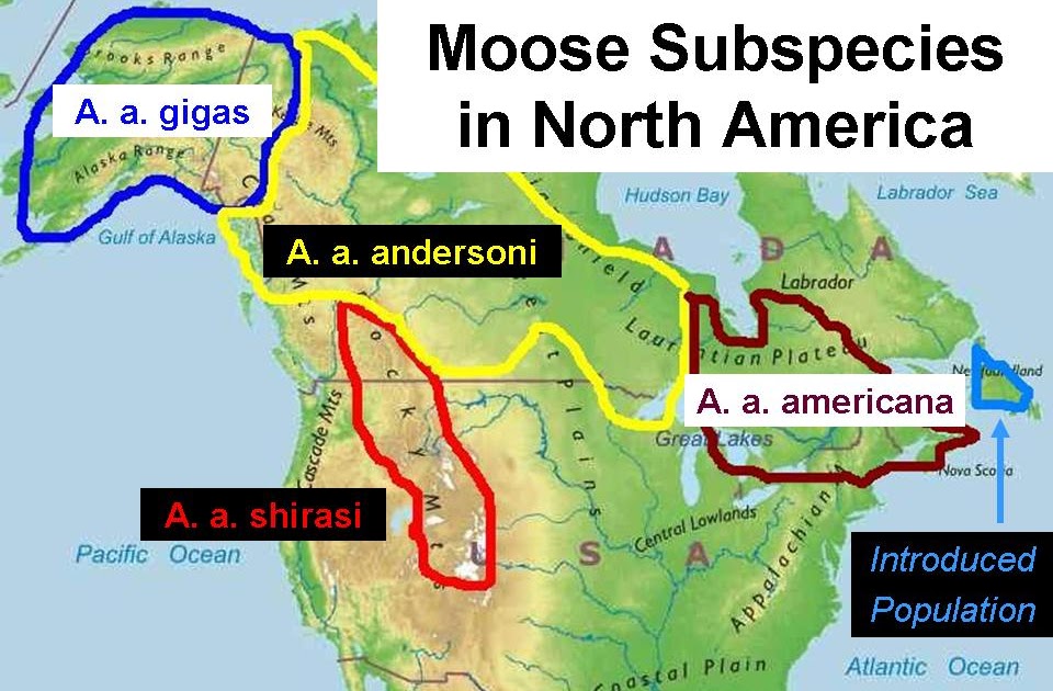 Watching the World Wake Up All About Moose Part 2 Subspecies and 3