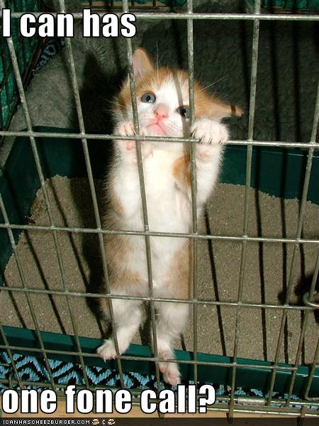funny-pictures-your-kitten-wants-a-phonecall-from-jail.jpg