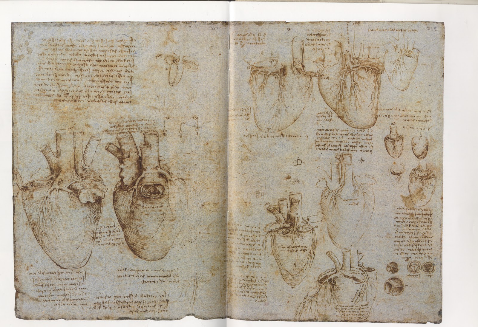 Leonardo da Vinci�s anatomy of man sketches Da vinci