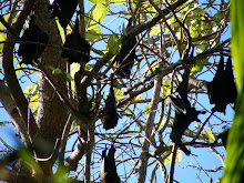 Bats at Wangi Falls