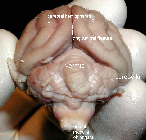 labeled ganesh