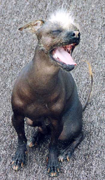 Mexican Xoloitzcuintli