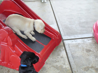 Puppy Park 4