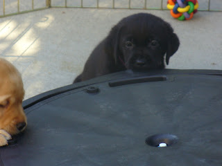 The pups playing with a bosu