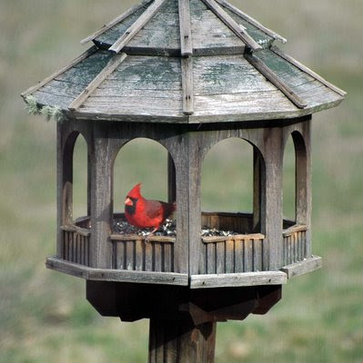 Cardinal at the Gazebo Feeder