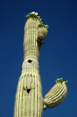 here is a magnificent Saguaro cactus, complete with nesting holes