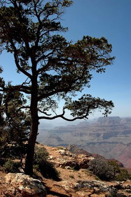 along the canyon rim at Desert View observation area