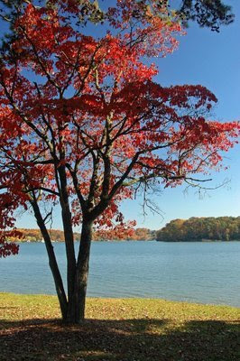 this old dogwood sentinel stands watch at the lake's edge of the park