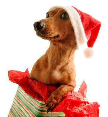 I'm going to keep opening all of the presents until I find that bone Santa promised me!
