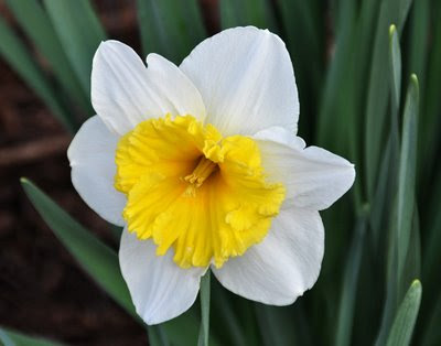 these bicolor daffodils are spectacular