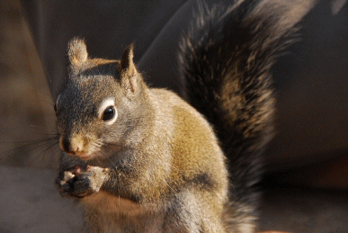 animated free gif: hungry squirrels to eat his lunch on the tree in the