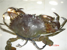 Philippines Crab
