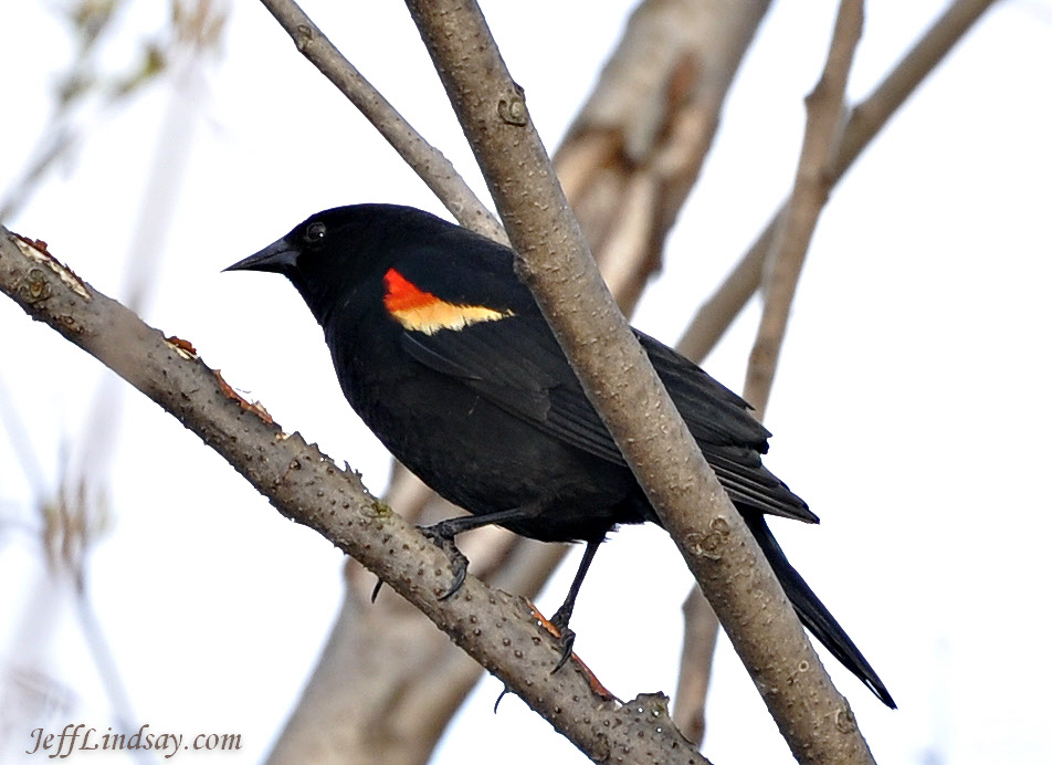 The Appleton Blog April 2010 A Bit About Appleton, Wisconsin and the