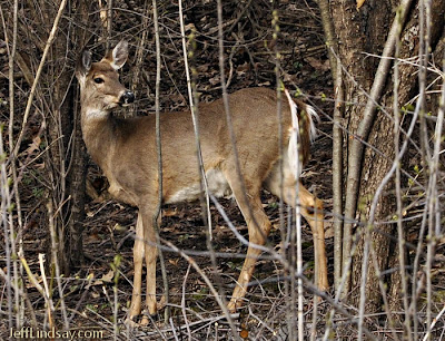 deer on the fox river