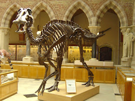 Esqueleto de Dinossauro