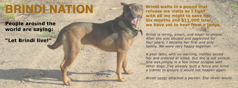 Brindi Nation