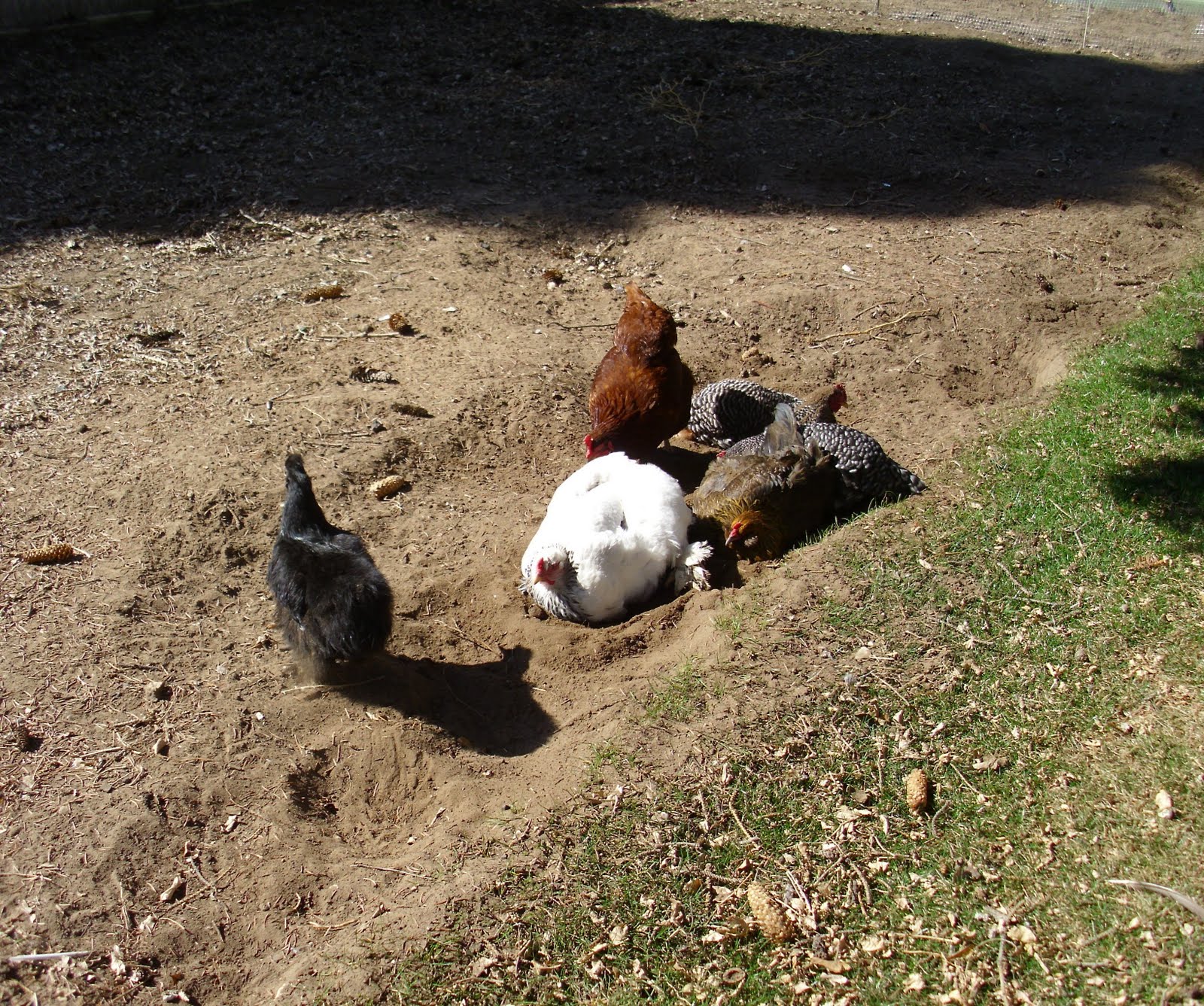 little messy missy Sun Bathing Hens and a White Rabbit Egg...
