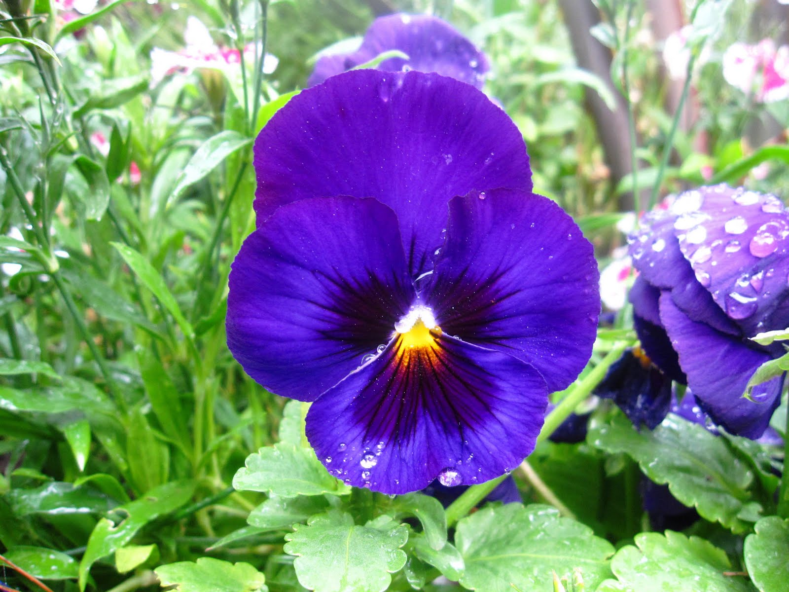 ... pansy from my garden on easter here are some flowers from my garden