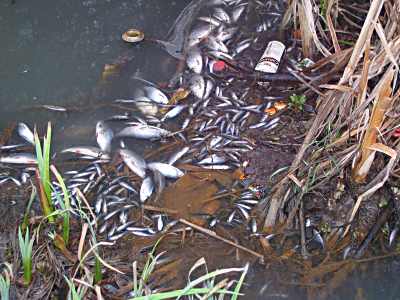 bahaya logam berat dalam air Logam berat dapat masuk ke dalam tubuh mahluk hidup melalui makanan, air minum, dan udara logam berat berbahaya karena cenderung terakumulasi di dalam tubuh mahluk hidup laju akumulasi logam-logam berat ini di dalam tubuh pada banyak kasus lebih cepat dari kemampuan tubuh untuk membuangnya. bahaya logam berat dalam air Logam berat dapat masuk ke dalam tubuh mahluk hidup melalui makanan, air minum, dan udara logam berat berbahaya karena cenderung terakumulasi di dalam tubuh mahluk hidup laju akumulasi logam-logam berat ini di dalam tubuh pada banyak kasus lebih cepat dari kemampuan tubuh untuk membuangnya.