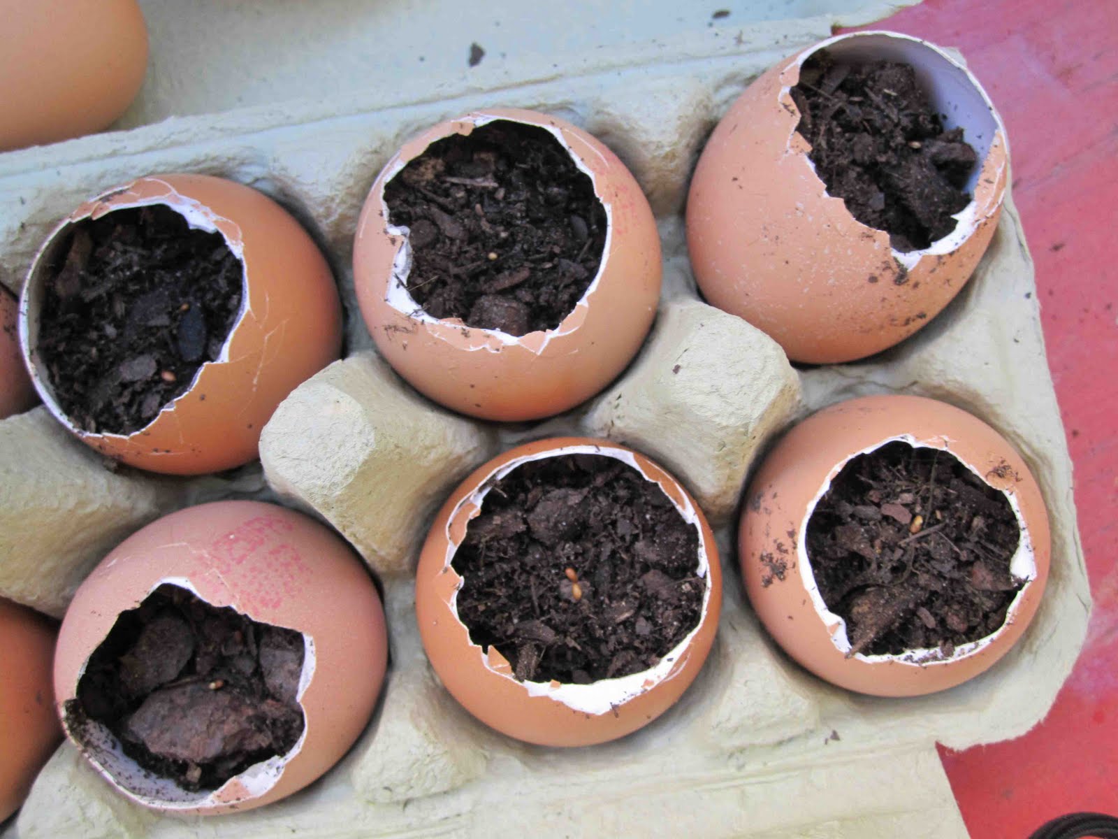 Please Watch me Grow Stage 1 Dropping of the egg shell seedlings