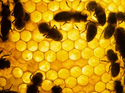 [bees-in-hive.jpg]