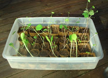 seedling container