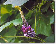 Kudzu purple flower