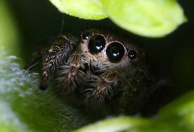 cute+animals+spiders+(17).jpg