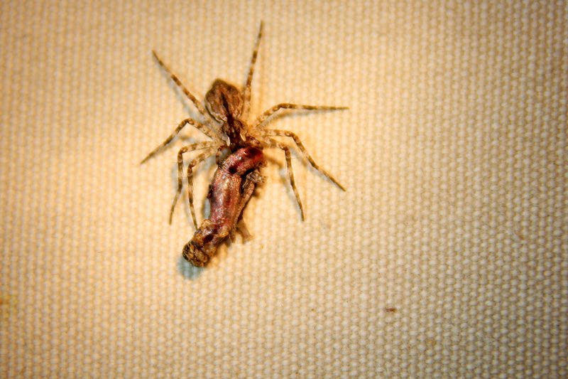 [IMG_0219_Kwando_Spinne.jpg]