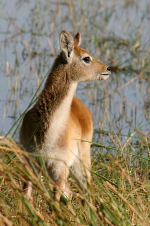 [IMG_2598_Moremi.jpg]