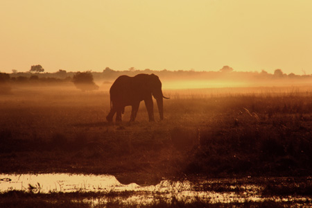 [IMG_3066_ChobeHamilEle.jpg]