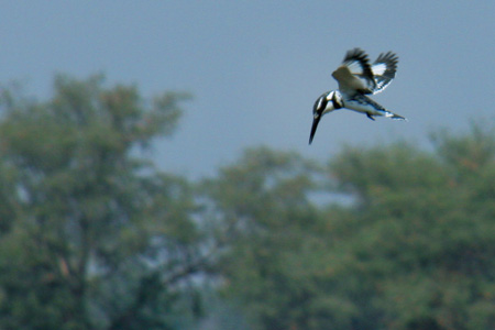 [IMG_3660_LowerZamKingfisher.jpg]