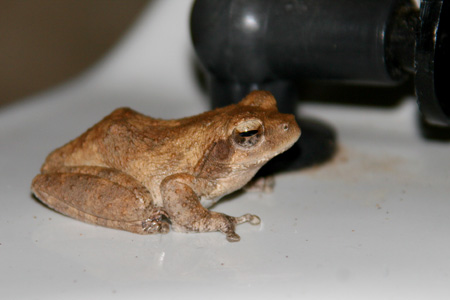 [IMG_3698_MvuuFrosch.jpg]