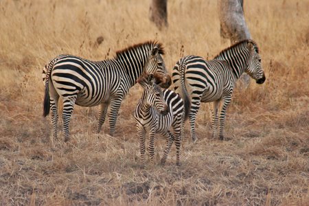 [IMG_5744_Zebras.jpg]