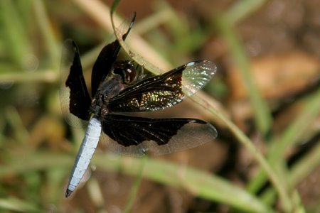 [IMG_5907_SouthLuangwa30.jpg]