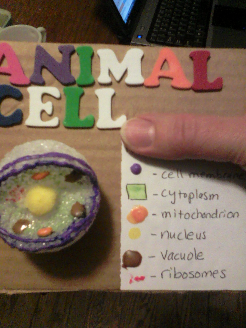 Sample+of+Plant+Cell+Projects Sample of Plant Cell Projects http://ctonabudget.blogspot.com/2011/01 ...