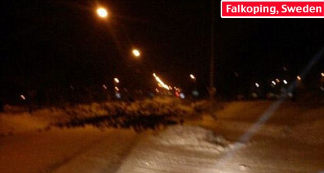 holds a dead bird in Falkoping, Sweden. Dozens of jackdaws were found holds a dead bird in Falkoping, Sweden. Dozens of jackdaws were found