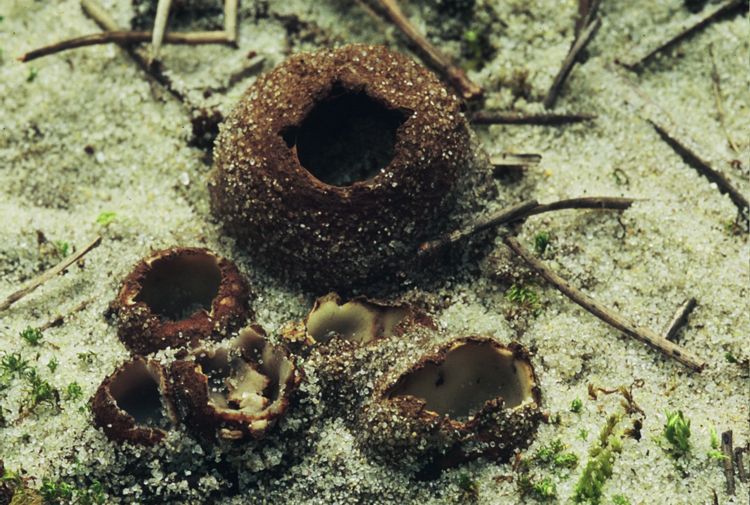 [Sepultaria+arenicola+(LÃ©v.)+Massee_750x505.JPG]