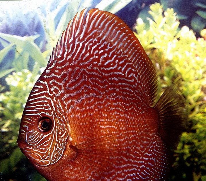 Pets Care Place Discus Fish Secrets