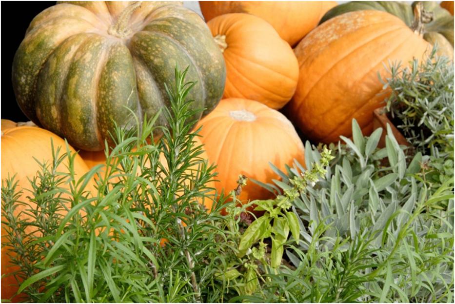 [PUMPKIN+WITH+HERBS.jpg]