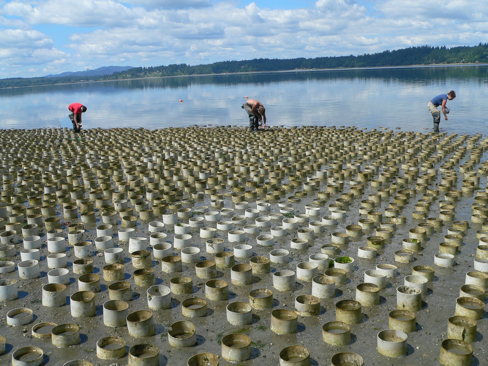 Protect Our Shoreline News: Sierra Club asks Taylor Shellfish to drop ...