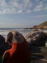 Pedro visits the Pacific Ocean