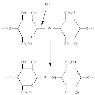 Dehydration synthesis reaction anabolic