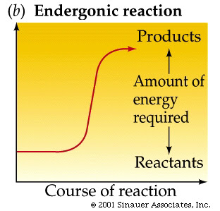 Are endergonic reactions anabolic